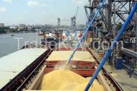 Buy wheat grain 2 class from Ukraine