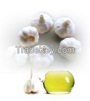 The fctory Natural Pure Garlic oil for Health Care