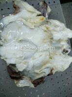 supplyer of illex argentinus squid, loligo chinensis squid, todarodes , Giant squid neck/tube/ring/flower/fillect etc.