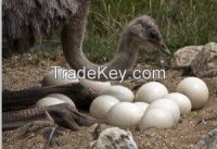 Ostrich Eggs, Feathers and Chicks for Sale