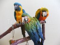 special parrot and eggs for sale