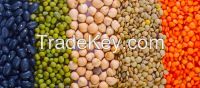 Best LEGUMES products from Turkey &amp; Great Price and 0 Natural !