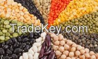 best quality Turkish product green lentils