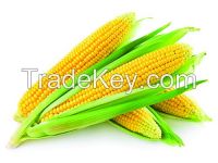 Yellow Corn