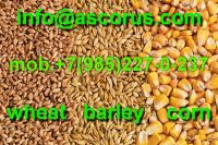 Feed Barley