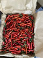 Fresh chilli