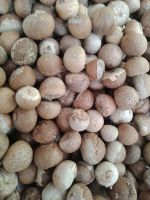 DRIED ARECA NUTS