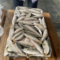 FROZEN MACKEREL SCAD