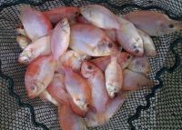 FROZEN RED TILAPIA FISH