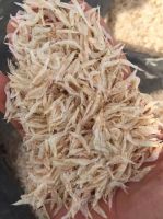 DRIED BABY SHRIMP