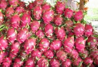 FRESH DRAGON FRUIT 