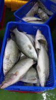 FARMED SEABASS FILLETS