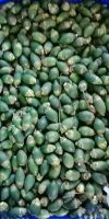 FRESH YOUNG BETEL NUTS