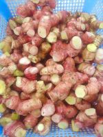 GALANGAL