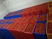 FRESH CHILLI