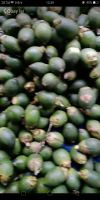 FRESH YOUNG BETEL NUTS
