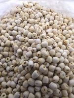 Lotus seeds