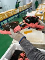 LIVE MUB CRAB