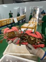 Frozen Mub Crab
