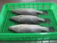 FARMED SEABASS FILLET