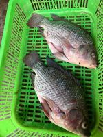 FROZEN TILAPIA FISH