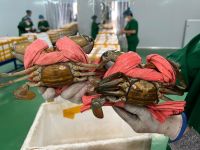 Crab