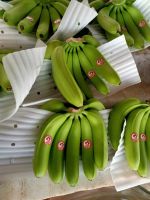 Fresh Banana