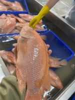 Frozen Red Tilapia Fish