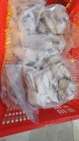 Frozen Snakehead Fish