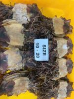 Dried Squid