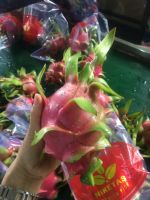 Dragon Fruit