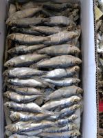 Dried Herring Fish