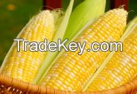 Yellow Corn