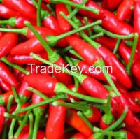 Fresh Chili Red Pepper (Frozen Fresh, Grade AA, Organic) for sale