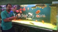 Premium Golden, Red arowana, Rtg, Super red, Asian Red and many Others 