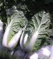 Chinese Cabbage