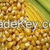 100% Yellow, Red, Purple Maize Sweet Corn For Animal Feed & Human Consumption 