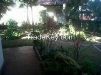 Jual cepat Rumah besar Kebun luas di Bintaro
