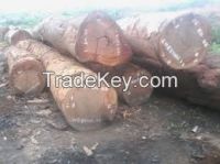 Quality timber logs and sawn woods