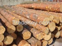 Pine logs