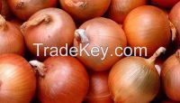 onion seeds from turkey