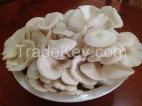 White Oyster Mushroom