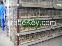 https://www.tradekey.com/product_view/Baby-Chicken-Cage-8200192.html