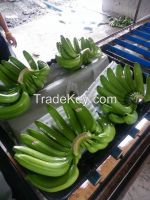 Philippine Cavendish Banana