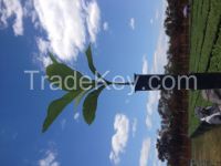 Teak clonal plants