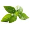 Basil oil