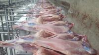 Great Taste Organic Halal Lamb Meat From Qazaqstan