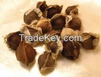 Oleifera Moringa Seeds