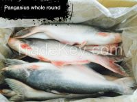 Pangasius whole round