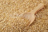 Quinoa Grains